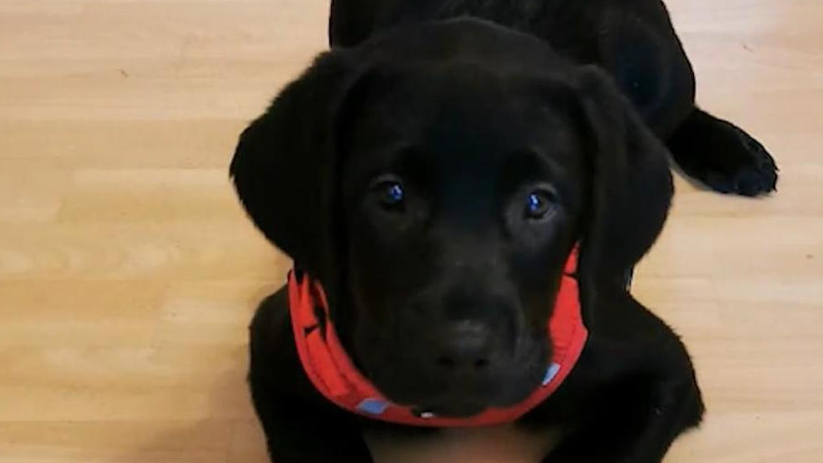 Wie nehme ich meinem Hund die Angst vor der Box?