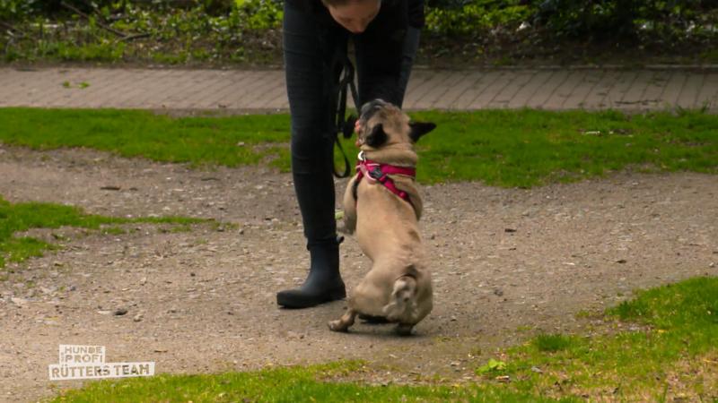 Bailey attackiert bei Frust ihr Frauchen und Herrchen