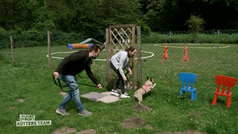 Bailey kommt im Hunde-Trainingsgelände bei Ellen Marques an
