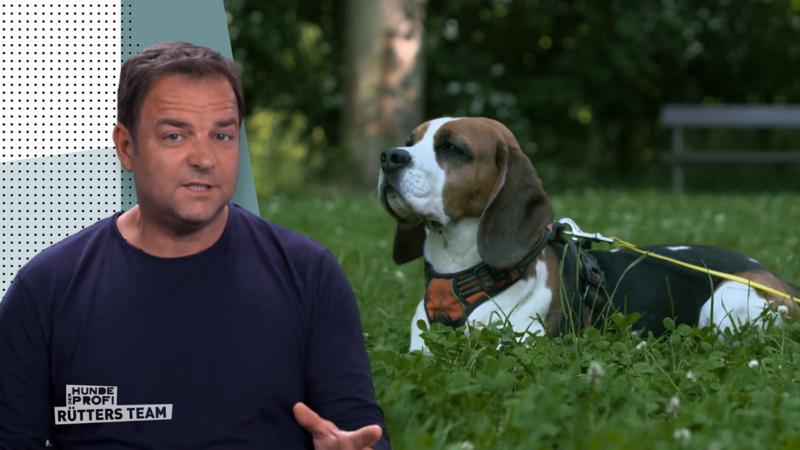 Kunos Verhalten nennt Martin Rütter "selektive Taubheit"