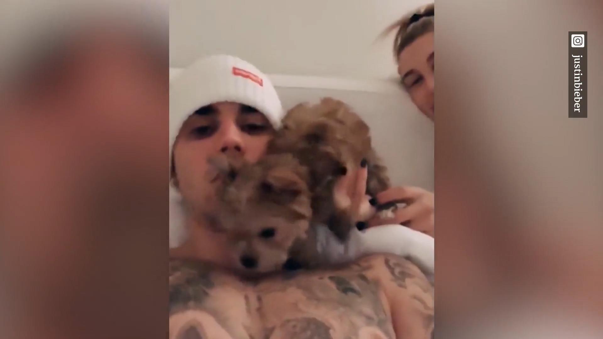 Gibt es einen Justin-Bieber-Haustier-Fluch?