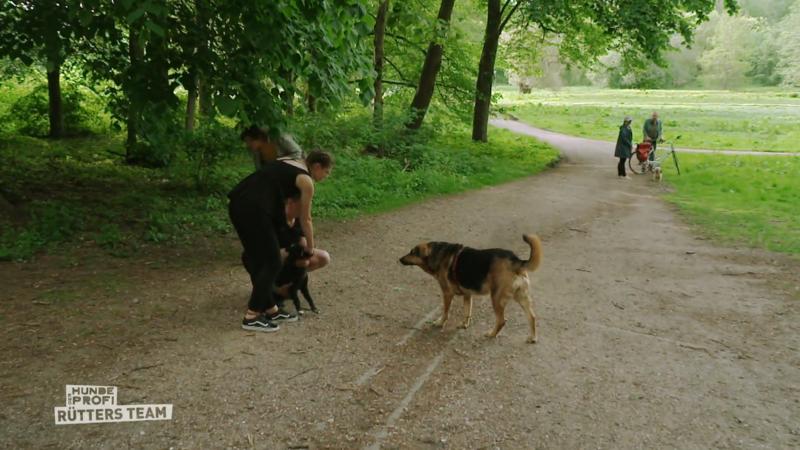 Tierschutzhund Nova kann nicht abschalten!