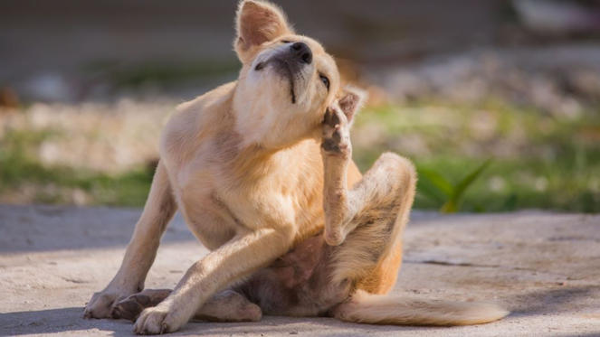 Warum kratzt sich mein Hund ständig?