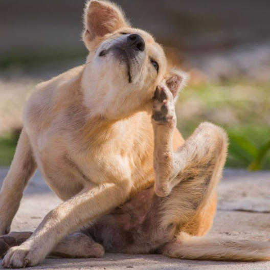 Warum kratzt sich mein Hund ständig?
