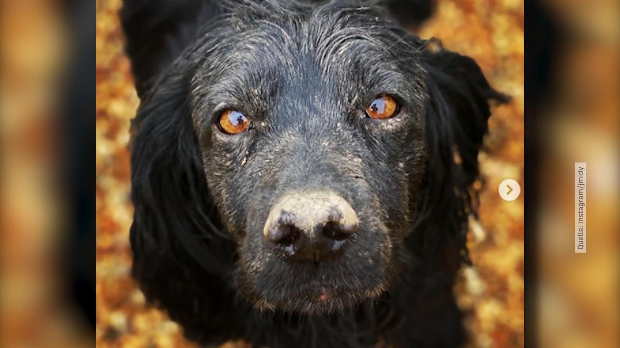 Vom Eigenen Hund Gebissen Captions Tempo