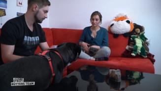 Der Labrador mag keine Katzen