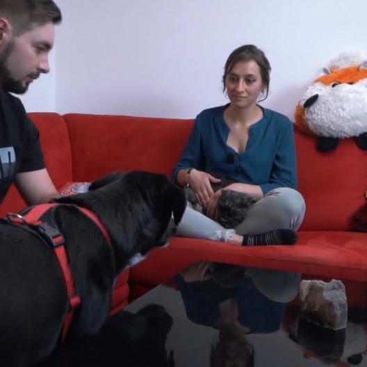 Labrador-Mischling Theo steht nicht auf Katzen