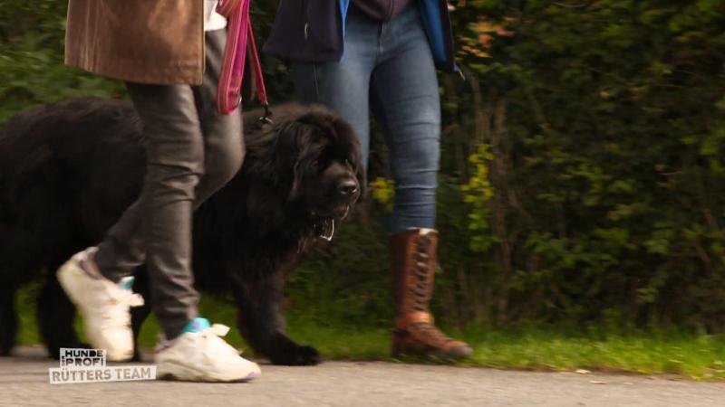 Smilla zeigt große Fortschritte mit anderen Hunden