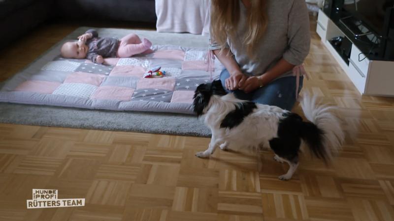 Chihuahua Shorty ist sehr aggressiv