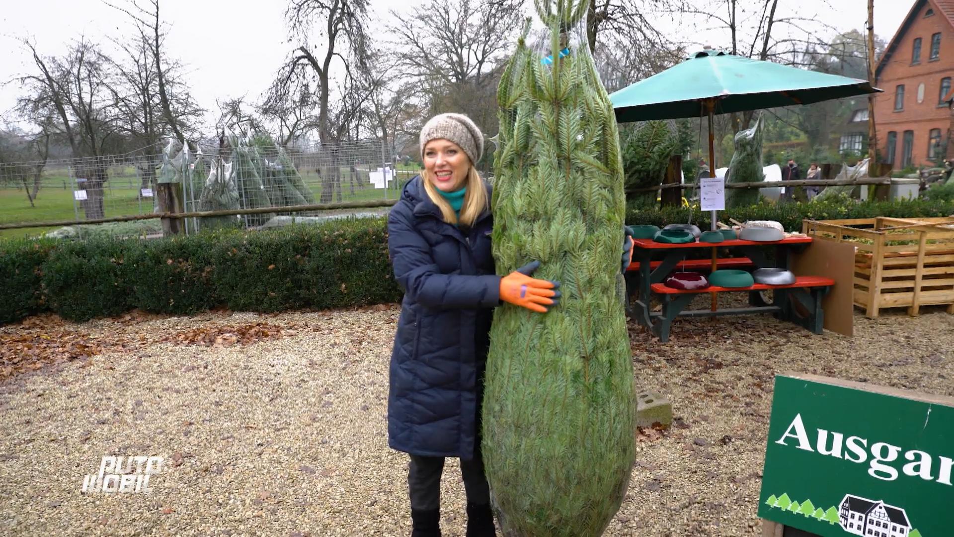 Weihnachtsbaumverladung – Aber wie?