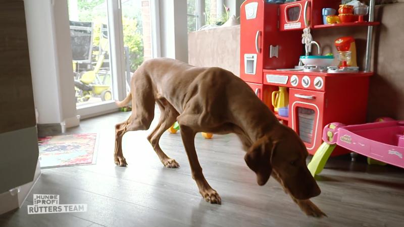 Dexter läuft drinnen "wie auf Glatteis"