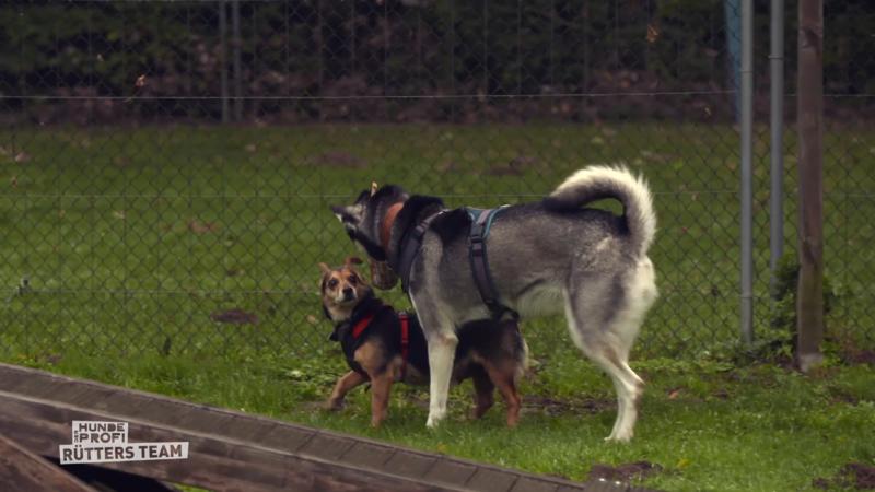 Stresstest: Wo stehen Luna und Kimba?