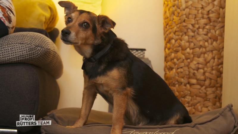 Bleiben beide Hunde oder werden sie getrennt?