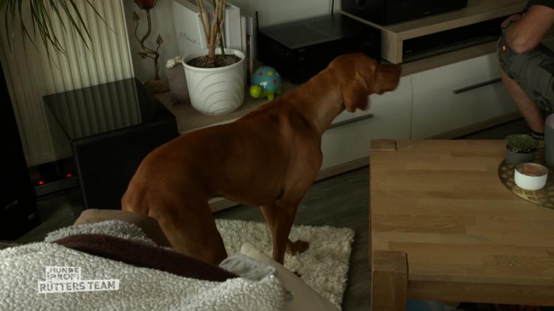 Dexter bleibt neuerdings "auf dem Teppich"