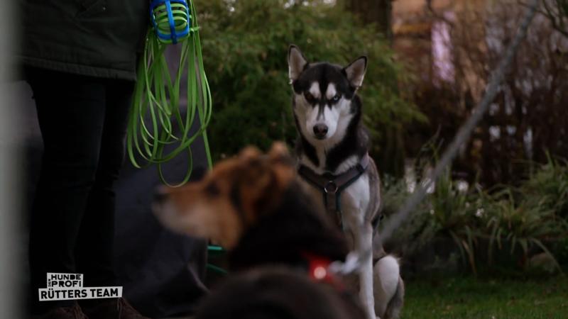 Lernziel: Luna und Kimba müssen sich dulden