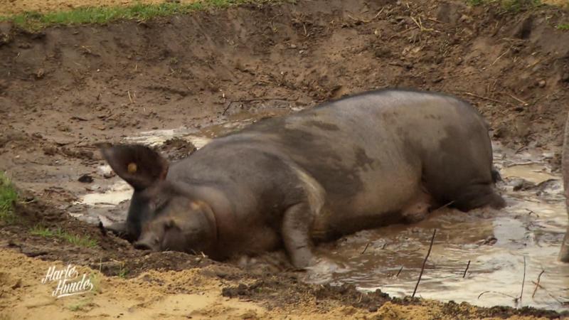Die Schweine fühlen sich in ihrem neuen Zuhause sauwohl!
