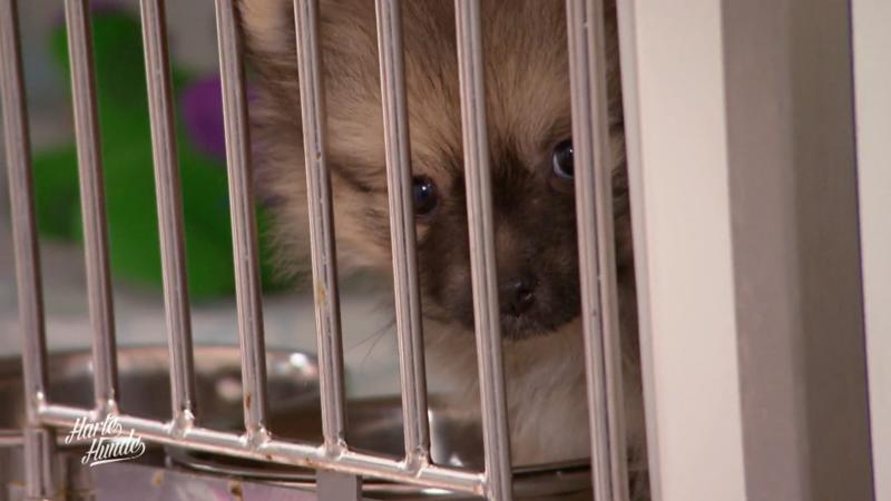 Das Tierheim in Freital ist voller als voll