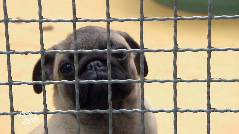 Müssen die Mops-Welpen wieder zu ihrem Schmuggler?