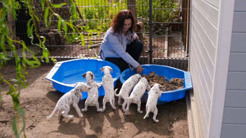 Die Dalmatiner dürfen an den Sandstrand
