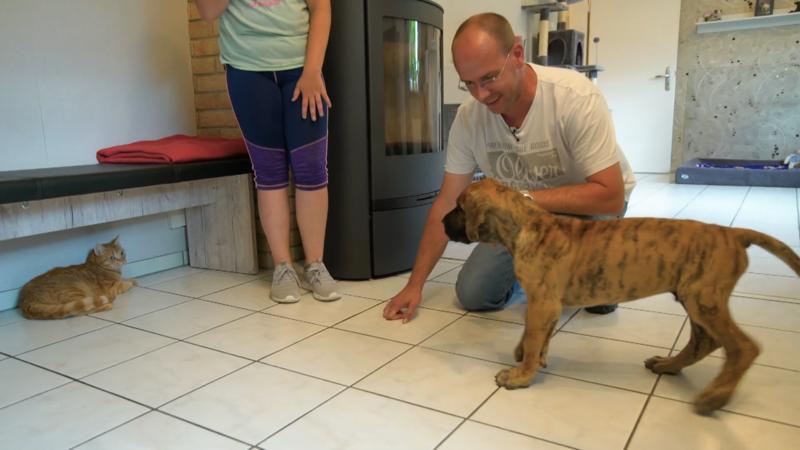 Welpe trifft auf Katze