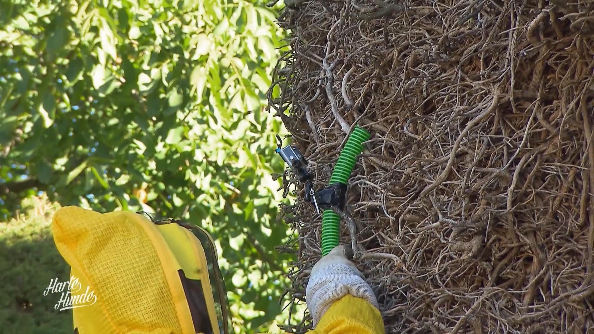 Ein Hornissennest muss umgesiedelt werden