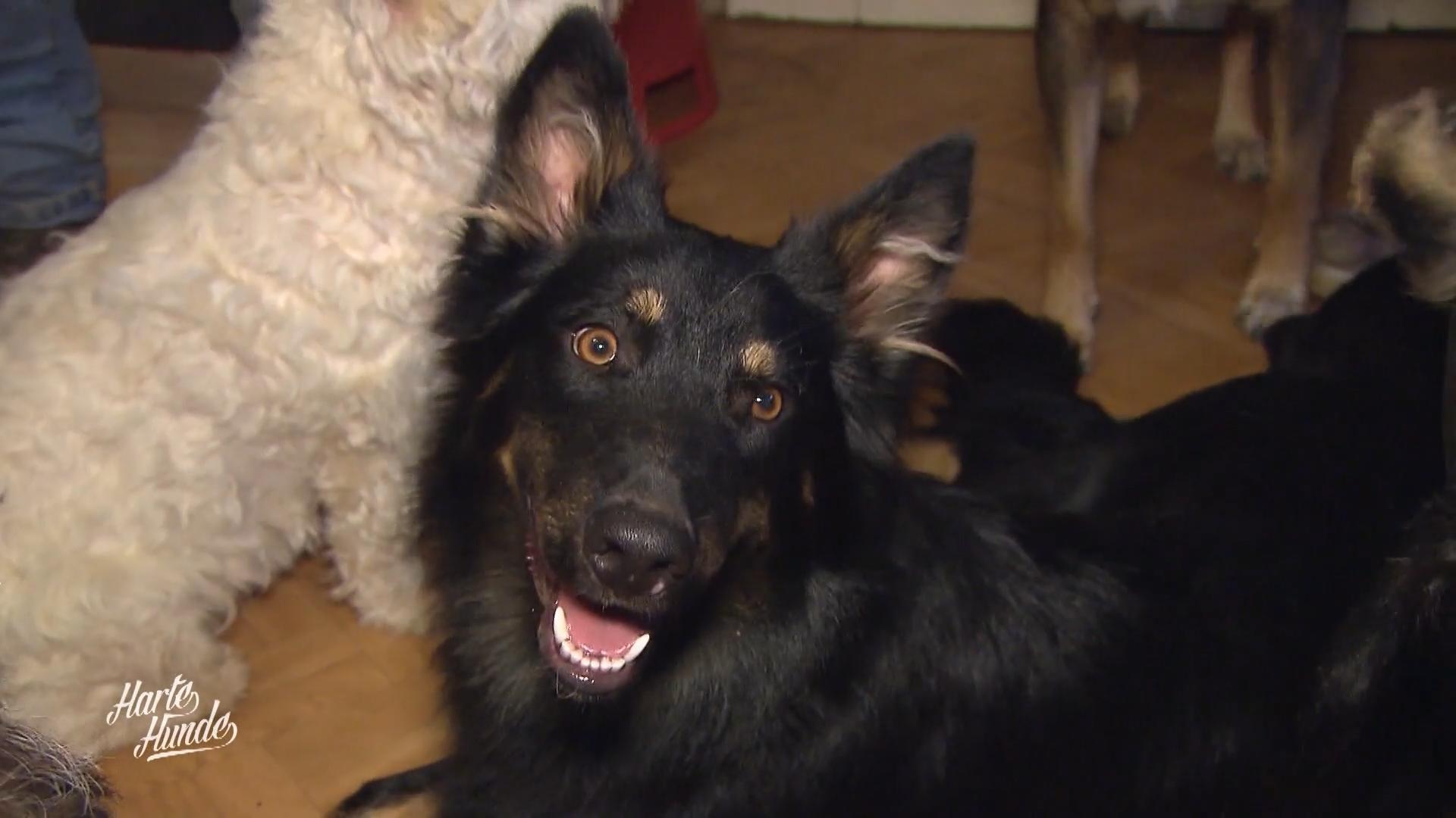 Notfall Lucky kommt ins Rudel