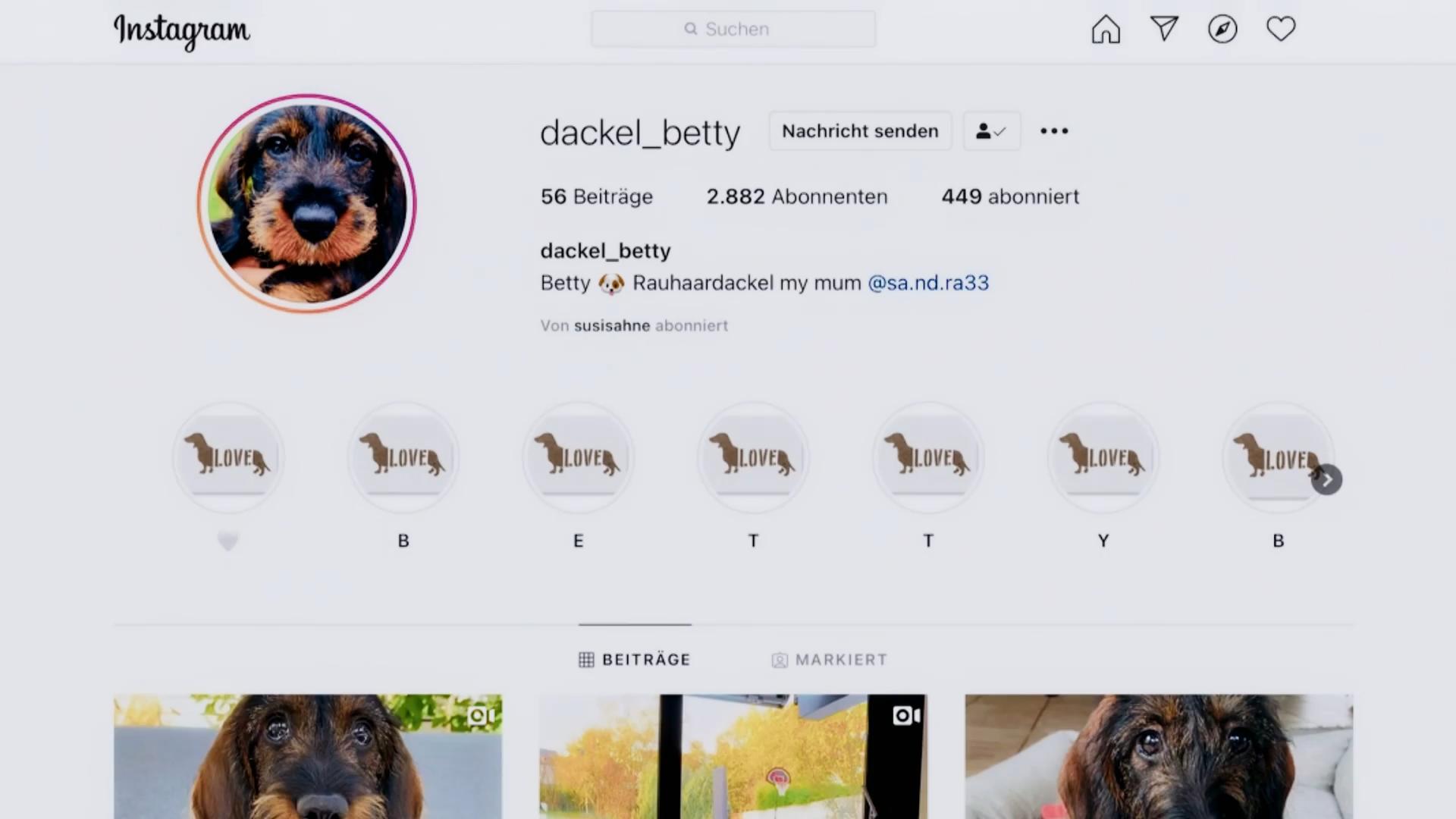 Dackeldame Betty ist schon ein Instagram-Star!