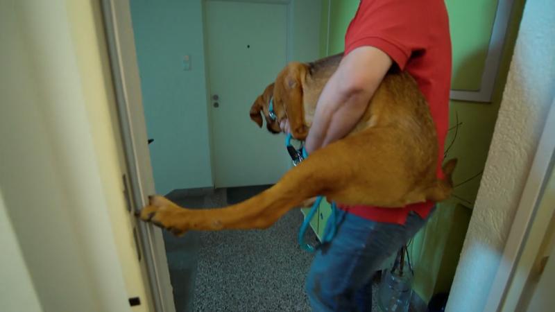 Karamello muss aus der Wohnung getragen werden