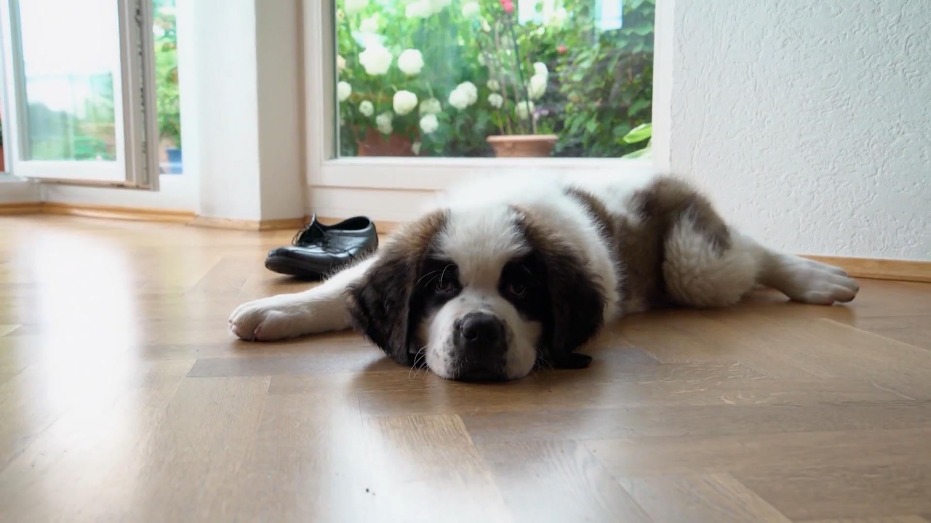 Muss Domingo in die Hundehütte?