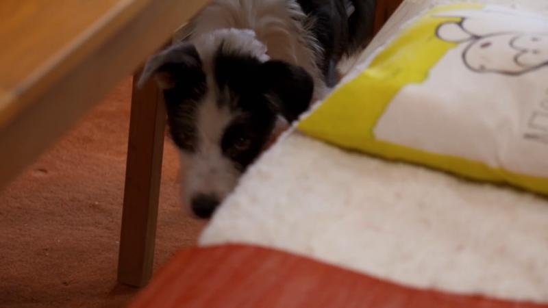 Idefix hat Angst vor dem Spazierengehen