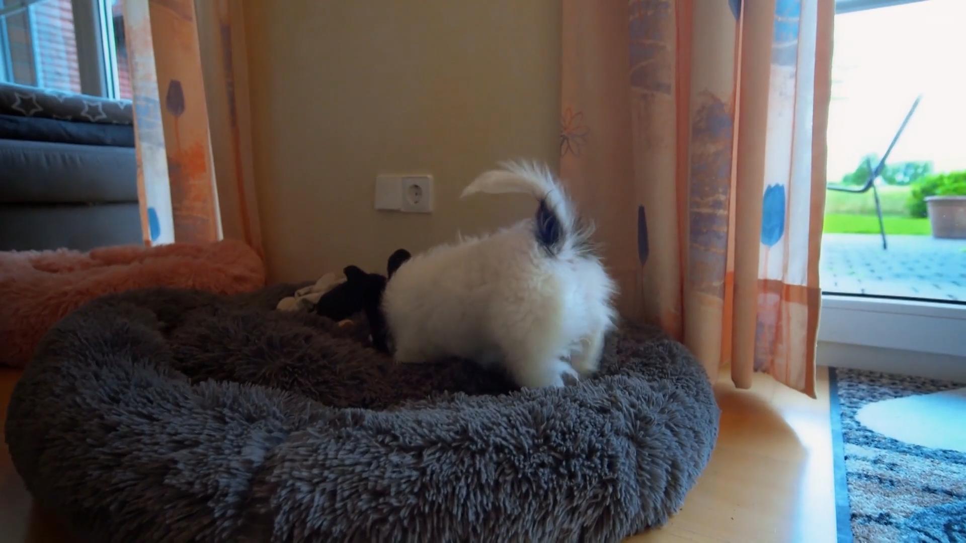 Dipsy bekommt ihre erste Haustour