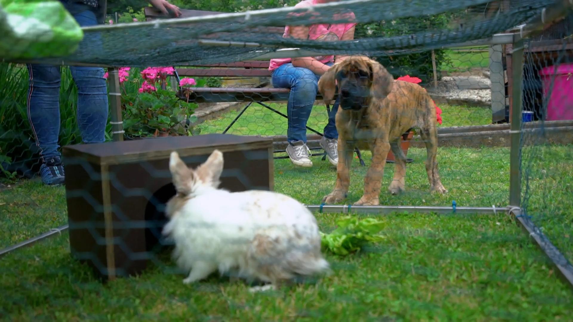 Das Kaninchen - Freund oder Futter?