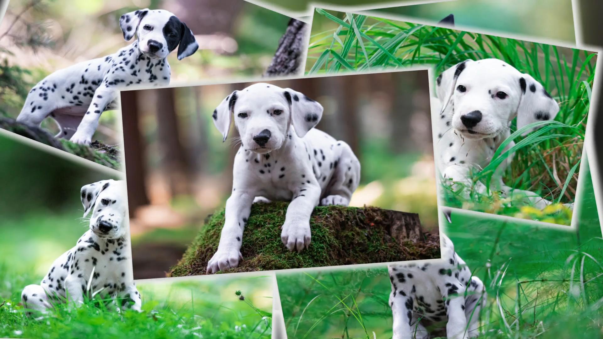 Alles für das Dalmatiner-Fotoshooting