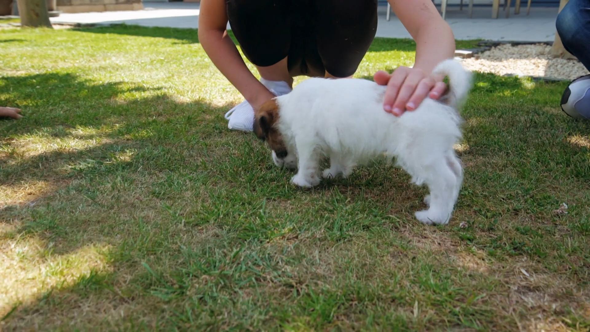 Für Welpe Easy geht es erstmal in den Garten