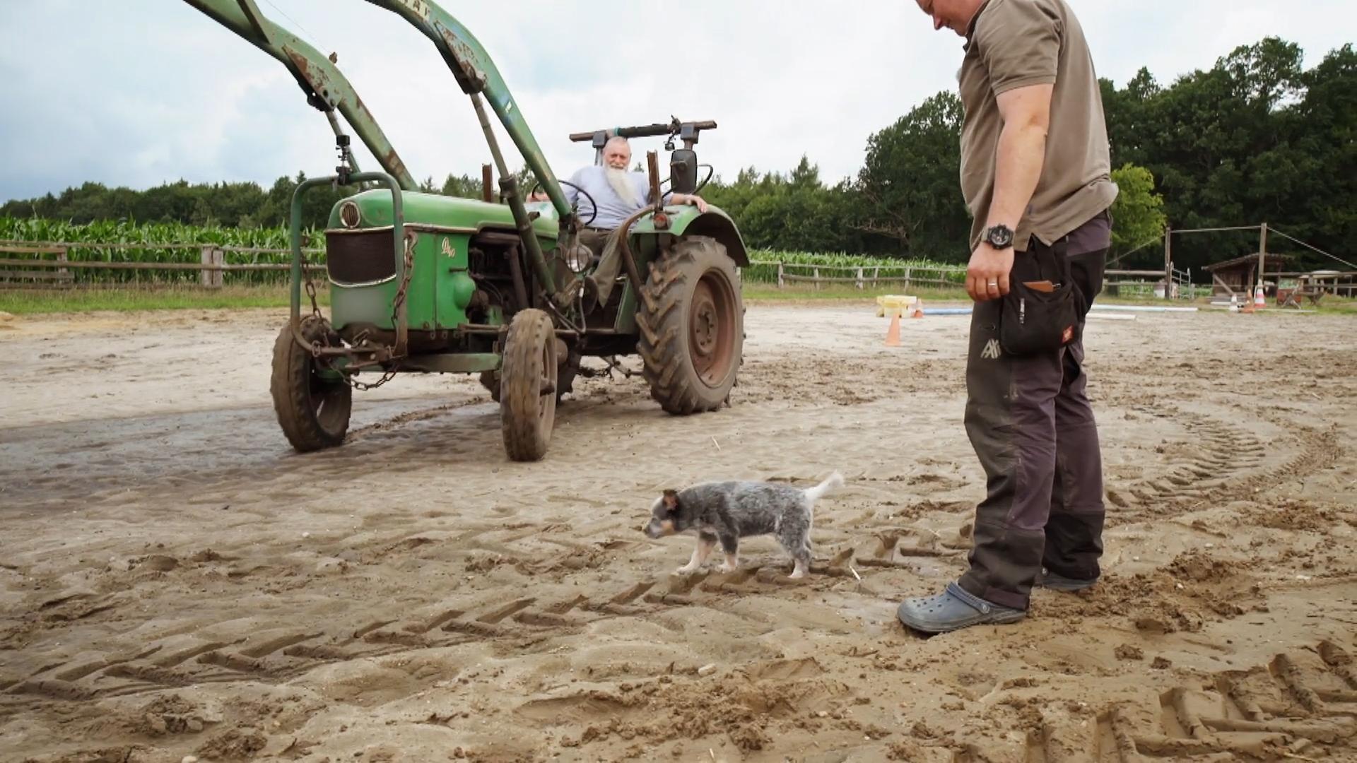 Sogar der große Traktor lässt Grace unbeeindruckt