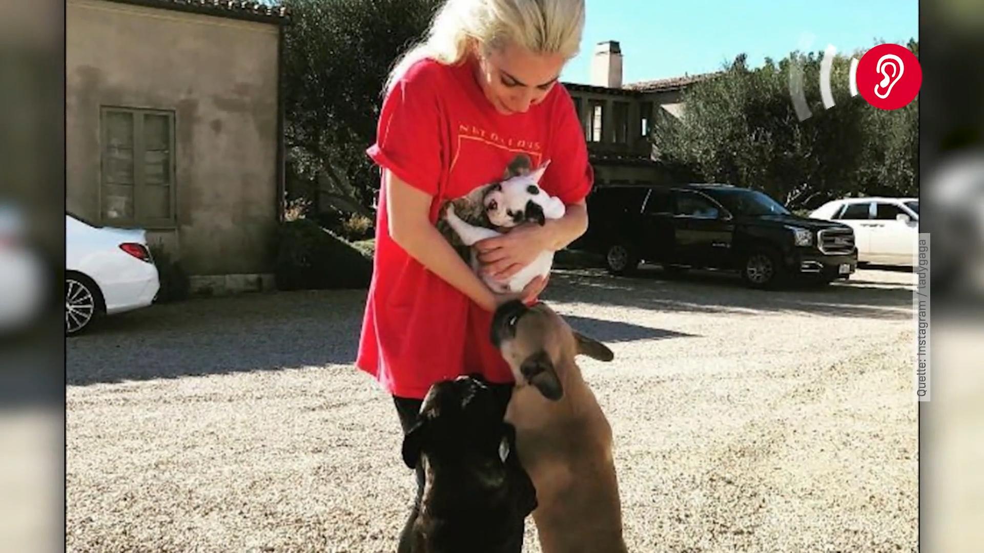 Hundesitter angeschossen - 2 Hunde wurden entführt