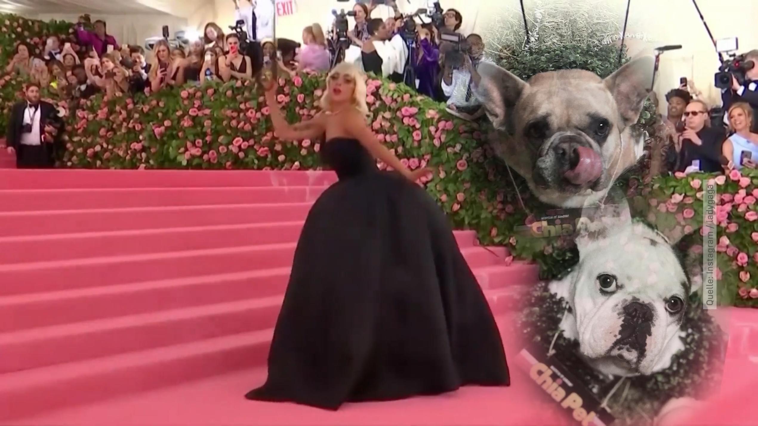 Lady Gaga Hunde Lady Gaga Hat Einen Neuen Hund Epic