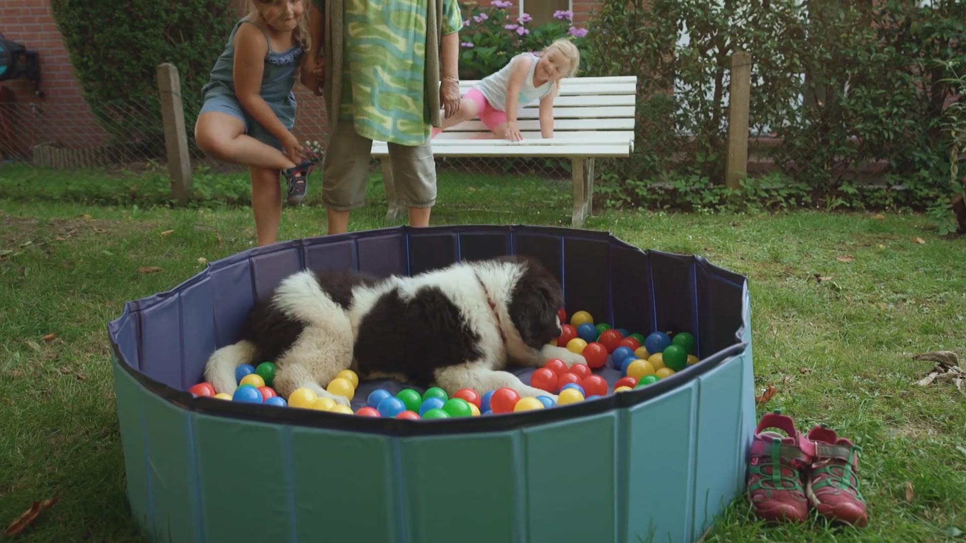 Welpe Dana überfordert die Familie komplett