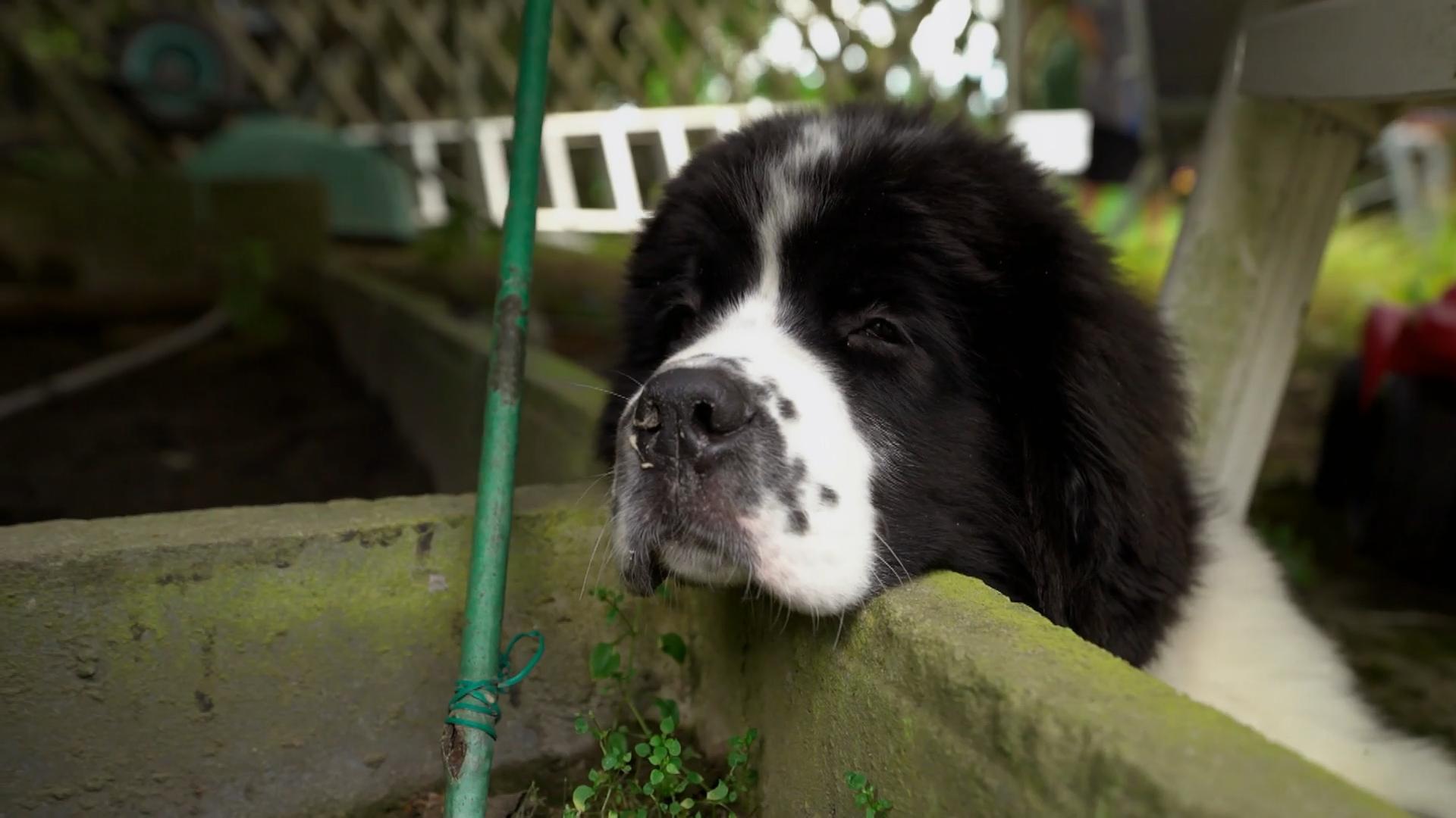 Kein Fortschritt bei Problemwelpe Dana?