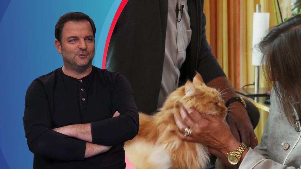 5 Maine-Coon-Katzen warten auf Familienzuwachs