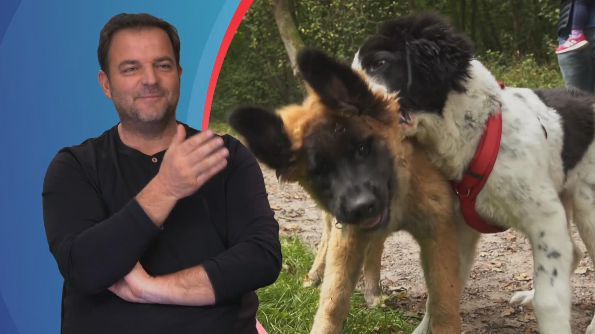 Wenn Dala Hundefreunde trifft, ist sie außer Rand und Band