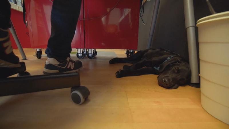 Welpe Blue ist Pendler- und Bürohund
