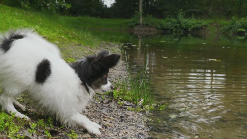 Wird Pepper noch zur richtigen Wasserratte?