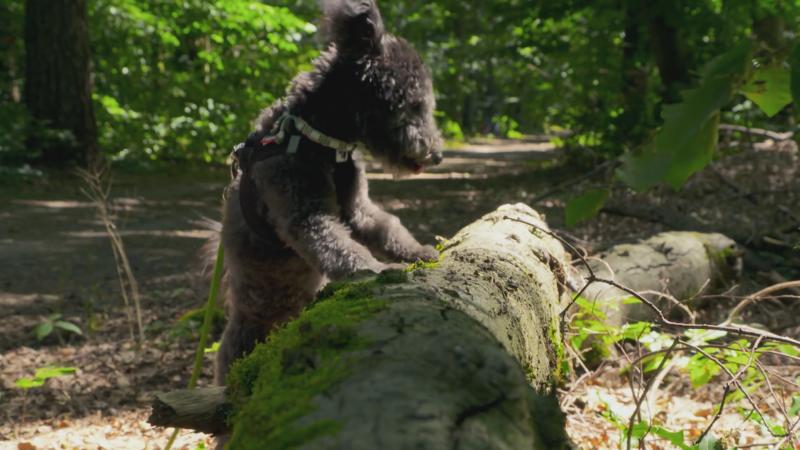 Pumi-Welpe Indiana soll die Kinder suchen