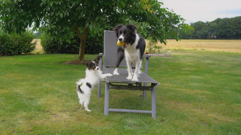 Bei diesem Hunde-Duo muss ein Hundetrainer her