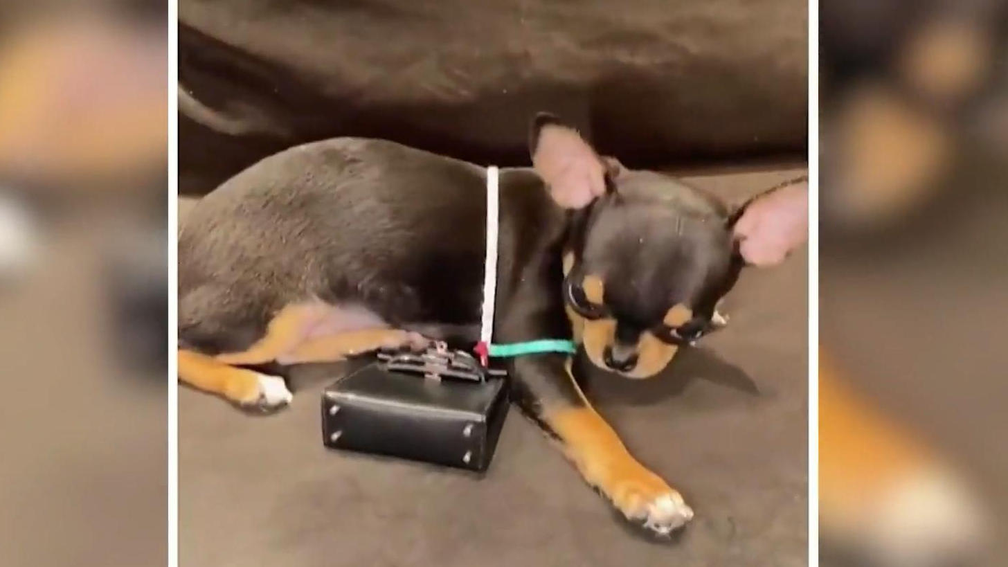 Paris Hilton kauft 5000 Euro Tasche für Hund Diamond