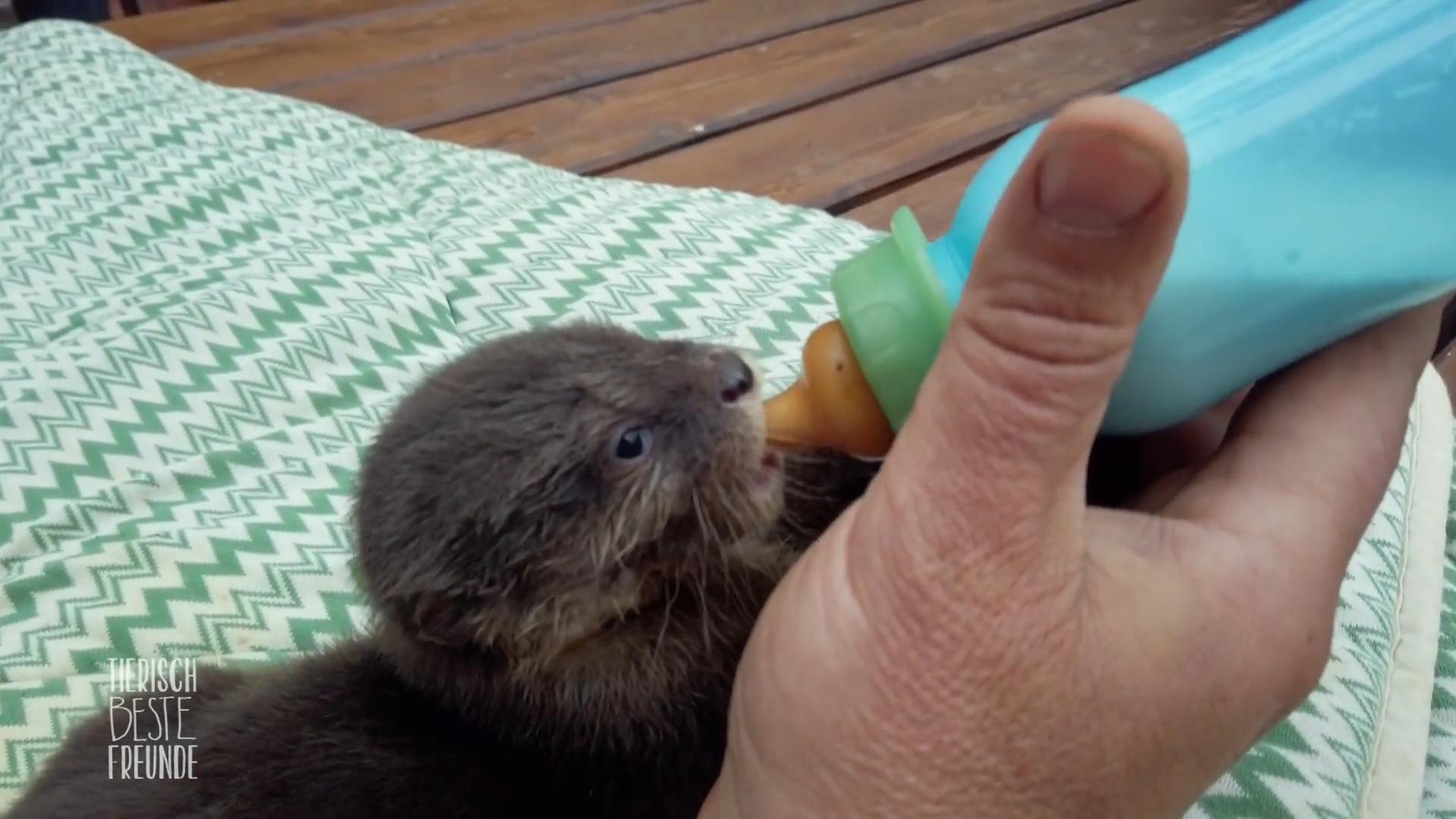 Rund um die Uhr im Einsatz für Otter, Marder und Co.