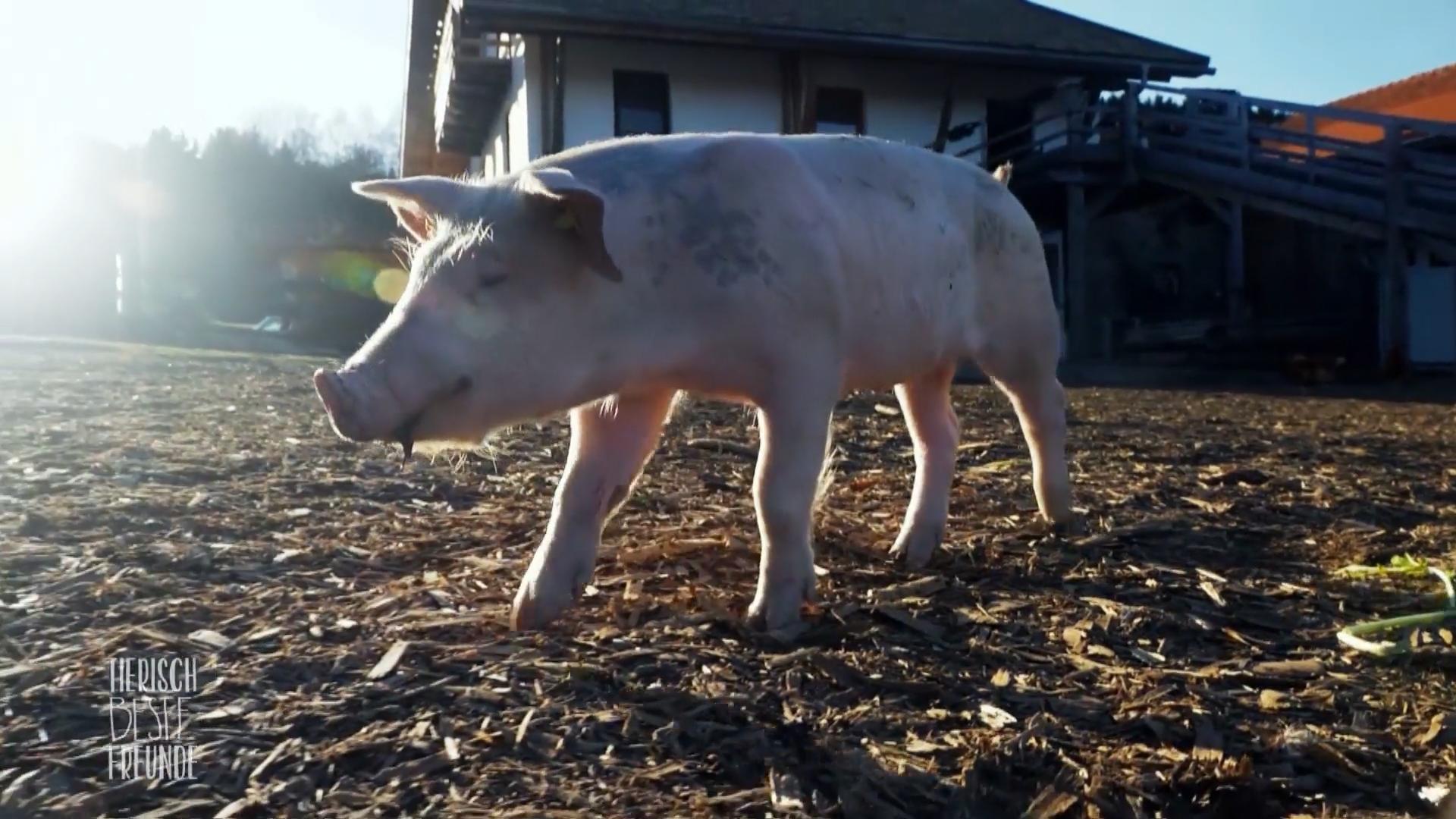 Schwein Victoria war vom Tiertransporter gesprungen
