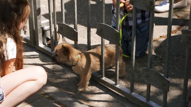 Tor-Test: Passt Cairn-Terrier Lisca da durch?