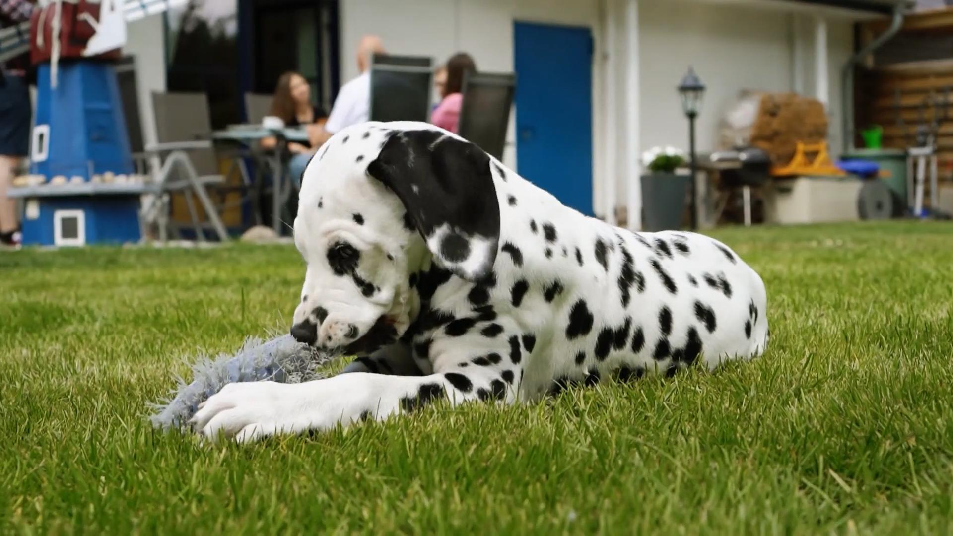 Der "Vorzeigewelpe" nimmt den Garten auseinander